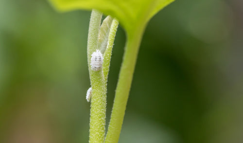 Protecting Your Indoor Oasis: Identifying and Combatting Common Pests on Houseplants