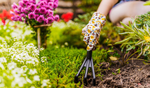 Springing into Bloom: Essential Garden Care Tips