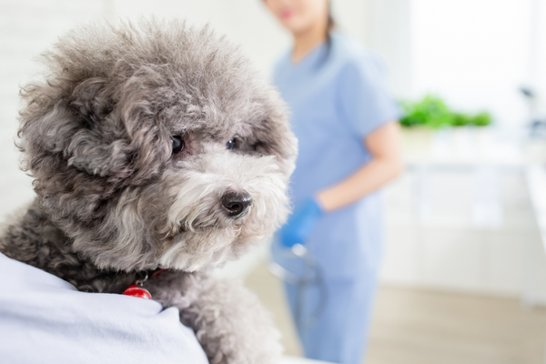 Dog at vet