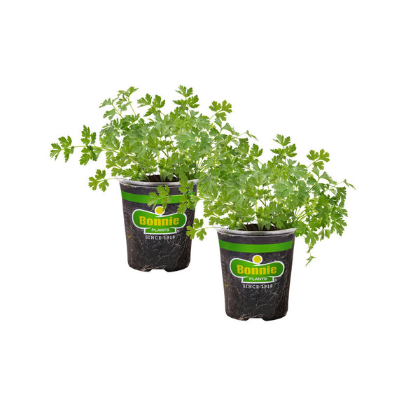 grazon p d herbicide Corteva Agriscience Grazon P+D Broad-Spectrum Broadleaf Weed Control - Cullman, AL
